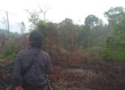 Pembukaan Lahan Sawit di Hutan Lindung Hulu DAS Timbulun Ancam Ribuan Warga Bungus Teluk Kabung