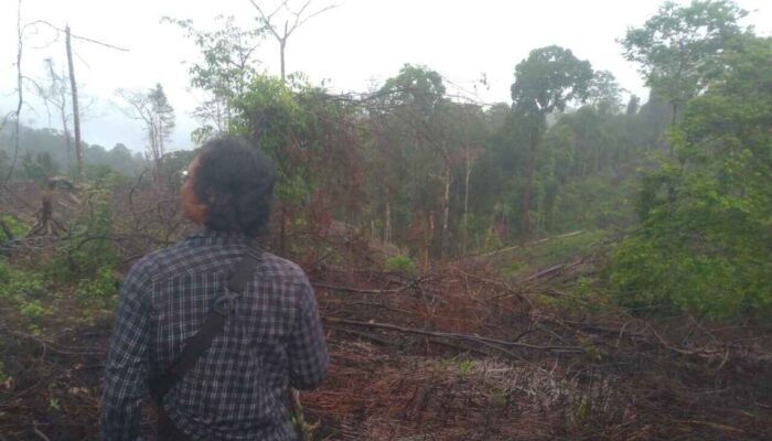 Pembukaan Lahan Sawit di Hutan Lindung Hulu DAS Timbulun Ancam Ribuan Warga Bungus Teluk Kabung