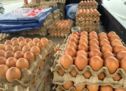 Momen Nataru, Harga Telur Ayam Rp65.000,-/ Tikar 10 IMG 20251225 WA0029