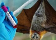 Begini Cara Menangani Virus Nipah, Penyakit Zoonosis yang Belum Memiliki Obat Khusus 13 3c92a42e c1cb 4ad0 baf6 418305bc3e39