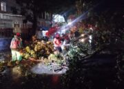 Pohon Mahoni Tumbang di Padang Barat, Akses Jalan Sempat Terhambat