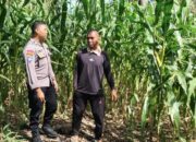 Dukung Asta Cita Presiden, Bhabinkamtibmas Polsek Bonjol Ajak Warga Manfaatkan Lahan Tidur 12 IMG 0206