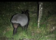 Gagalkan Penyelundupan ke Medan, BKSDA Sumbar Ringkus Dua Penyelundup Tapir 12 IMG 20260228 133547