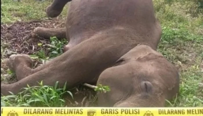 Gajah Sumatera Berusia 20 Tahun Ditemukan Mati Tersengat Kawat Listrik