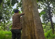 Saksi Bisu Zaman Penjajah, Hutan Jati Berusia 137 Tahun di Subah Masih Berdiri Kokoh