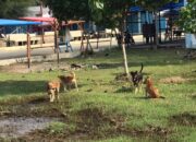 Seorang Anak Digigit Anjing Liar di Pantai Air Manis, Pemko Segera Tangkap dan Observasi 13 FB IMG 1773976299901