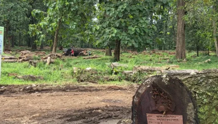Hutan Perhutani Digunting 1,1 Juta Hektare, Masril Koto: Jawa Terancam Kian Panas