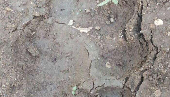 BKSDA Sumbar Tangani Kemunculan Harimau Sumatera di Koto Sani Solok