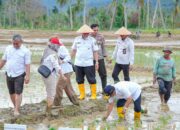 Rehabilitasi Lahan Rusak Ringan dan Sedang di Sumbar Tuntas 16 0e0d4501 22b1 459a ab51 b218531e318e