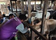 Pengecekan Kesehatan Hewan Kurban Bantu Tingkatkan Kepercayaan Pembeli di Padang