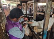 Tim Keswan Kota Padang Beri Label Khusus untuk Hewan Layak Kurban