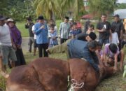 Sapi Kurban Presiden Prabowo Berbobot 964 Kilogram Disembelih di Pauh Padang