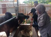 Pemko Padang Terapkan Barcode Kurban 2026, Distribusi Daging ASN Kini Lebih Tertib dan Transparan