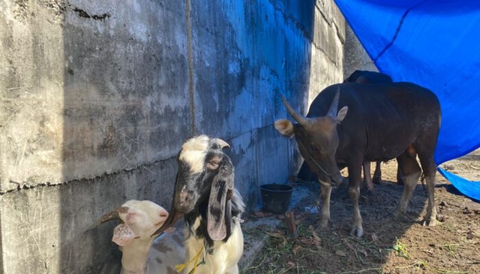 Hari Raya Idul Adha 1447 H, Lapas Perempuan Padang Sembelih Tiga Sapi dan Dua Kambing 3 IMG 20260527 WA0001