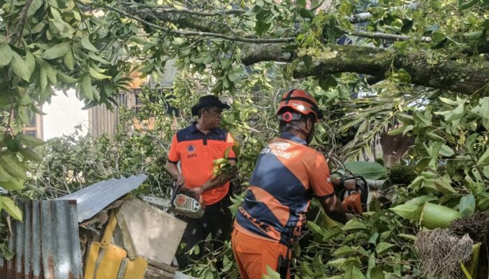 Pohon Tumbang Timpa Dapur Rumah Warga di Padang Selatan
