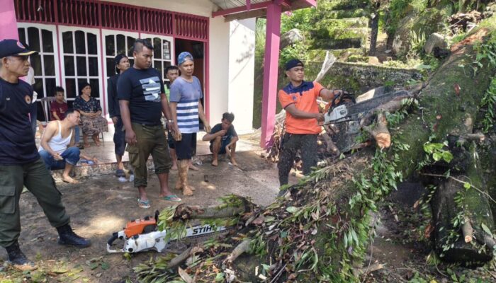 Hujan dan Angin Kencang di Padang, Pohon Tumbang Timpa Parabola dan Blokir Akses Jalan di Teluk Bayur