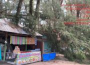 Hujan dan Angin Kencang di Agam, Pohon Tumbang Rusak Enam Kedai Warga 12 IMG 20260615 WA0002