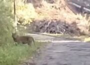 Dua Harimau Sumatra Muncul di Palupuh Agam, Warga Diimbau Waspada 11 IMG 20260616 WA0001