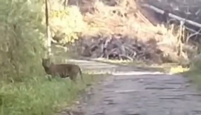 Dua Harimau Sumatra Muncul di Palupuh Agam, Warga Diimbau Waspada