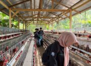 Mahasiswa KKN Unand Kunjungi BUMNag Ayam Petelur Pauah, Pelajari Konsep Ketahanan Pangan Berkelanjutan 14 IMG 20260716 WA0010
