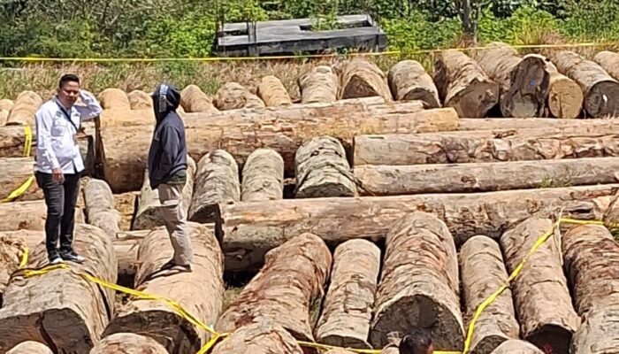 Gakkum Kehutanan Limpahkan Tersangka Pembalakan Liar di Solok ke Kejari, Barang Bukti 3 Alat Berat dan 152 Batang Kayu Diserahkan