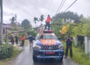 Pohon Pinang 15 Meter Tumbang dan Timpa Kabel Telepon di Nanggalo Padang 16 a6da8b14 e6ae 405e 9fcc 07adbe96a0bd