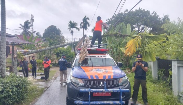 Pohon Pinang 15 Meter Tumbang dan Timpa Kabel Telepon di Nanggalo Padang