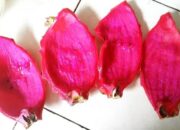 7 manfaat kulit buah naga baik untuk kesehatan dan kecantikan