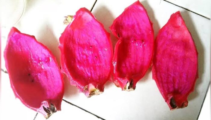Jangan Dibuang! Ini 7 Manfaat Kulit Buah Naga yang Jarang Diketahui