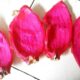 7 manfaat kulit buah naga baik untuk kesehatan dan kecantikan