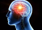 12 Fakta Menarik Tentang Otak Manusia yang Jarang Diketahui. Organ Super Canggih Yang Masih Mengungguli Superkomputer 10 images 8