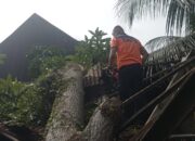 Pohon Tumbang Timpa Bengkel Warga di Pauh 16 98947038 f3b9 4735 b6ec 375b7e31ebd3