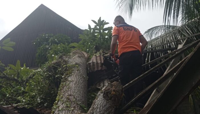 Pohon Tumbang Timpa Bengkel Warga di Pauh