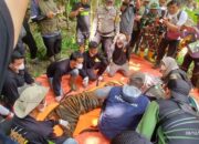 Harimau Sumatera Masuk Perangkap di Dekat Sekolah di Palupuh Agam 10 IMG 20260812 WA0002