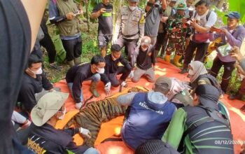 Harimau Sumatera Masuk Perangkap di Dekat Sekolah di Palupuh Agam 9 IMG 20260812 WA0002