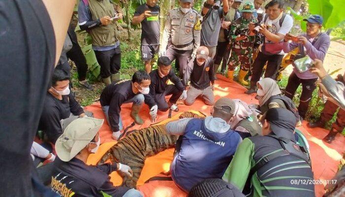 Harimau Sumatera Masuk Perangkap di Dekat Sekolah di Palupuh Agam