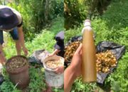 Membuat Pupuk Organik Cair, Solusi Kelangkaan Pupuk Pertanian di Masyarakat