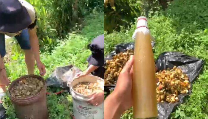 Membuat Pupuk Organik Cair, Solusi Kelangkaan Pupuk Pertanian di Masyarakat