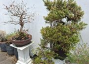Kabut Asap Mulai Mengancam Tanaman Bonsai, Ini Dampaknya 16 IMG 20260910 WA0006 1