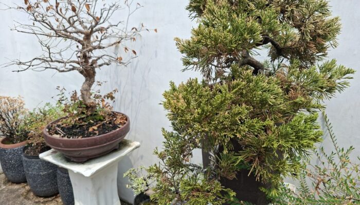 Kabut Asap Mulai Mengancam Tanaman Bonsai, Ini Dampaknya