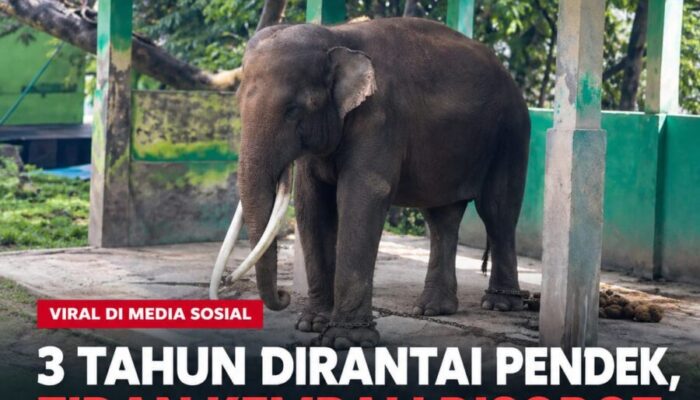 3 Tahun Dirantai Pendek, Kondisi Gajah Zidan di Bukittinggi Disorot Melanie Subono