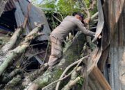 Pohon Kedondong Tumbang Timpa Dapur Rumah Warga di Bandar Buat 12 IMG 20260914 WA0002