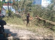 Pohon Cemara Tumbang di Jalan Adinegoro Padang, Akses Sempat Terganggu 11 IMG 20260928 WA0003