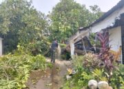 Pohon Kuini Tumbang Timpa Kanopi Rumah dan Kabel WiFi di Ulak Karang 10 IMG 20261005 WA0004 1
