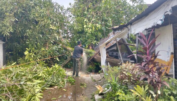 Pohon Kuini Tumbang Timpa Kanopi Rumah dan Kabel WiFi di Ulak Karang