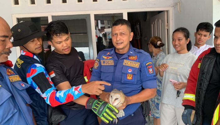 Burung Hantu Masuk Plafon Rumah Warga di Lubuk Begalung, Damkar Padang Turun Evakuasi